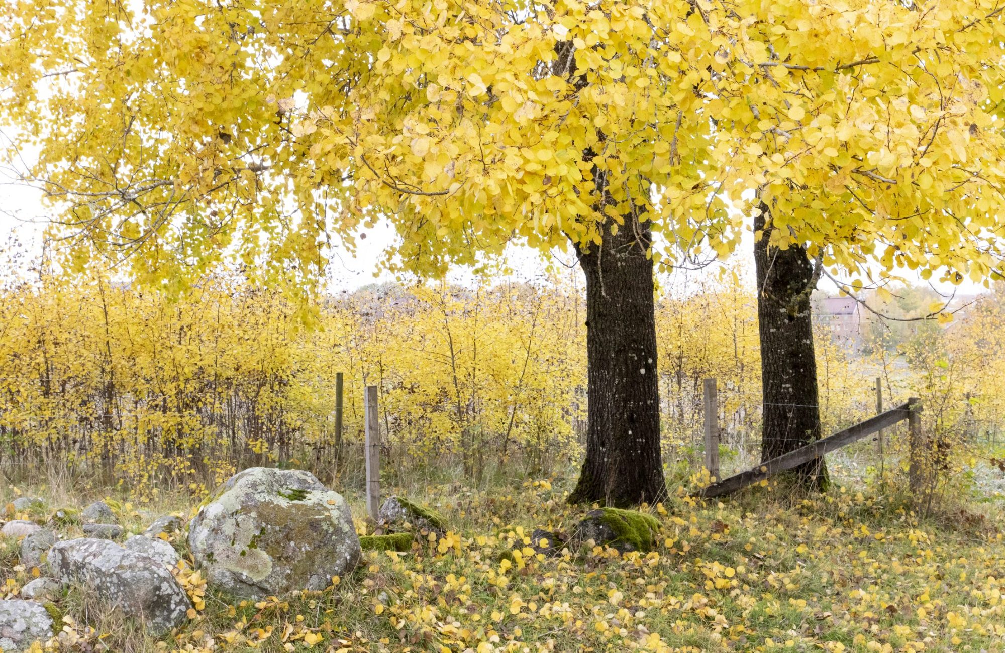 Inspirationsföreläsningar med Palliativt centrum – hösten 2025